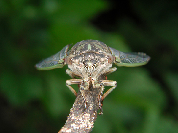 Big Bug