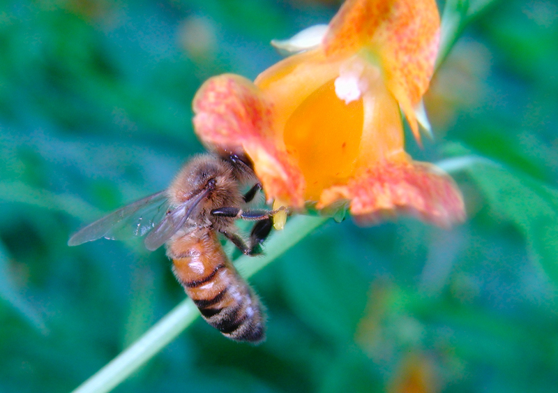 Bee