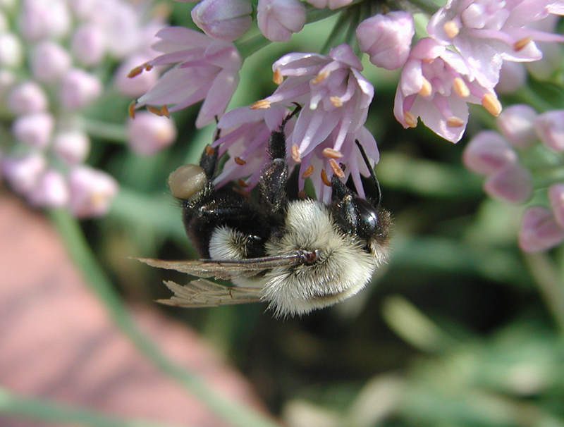 Fat Bee