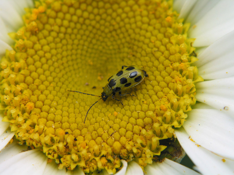 Green Beetle