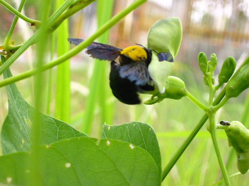 Blue Bee