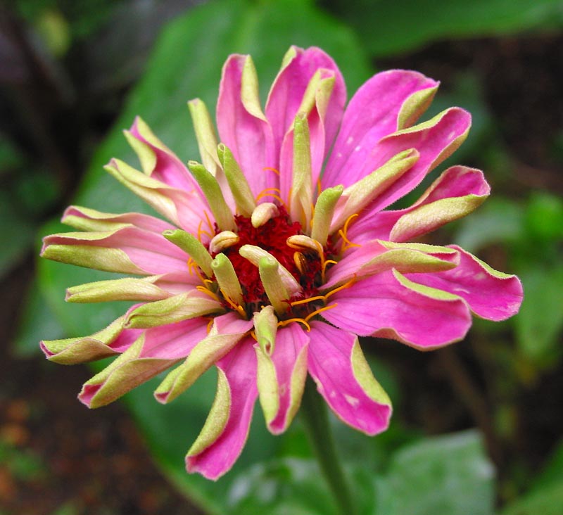 Back Yard Flower