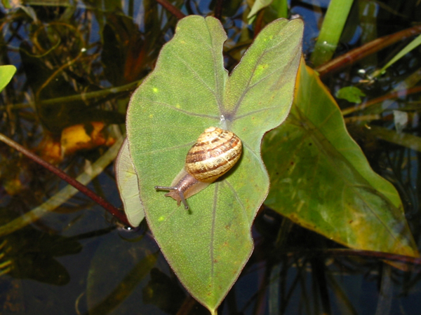 Pond Snail