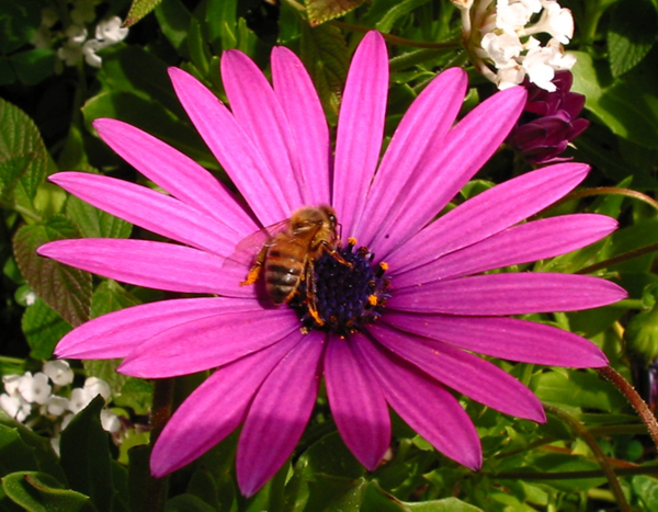 Bee I