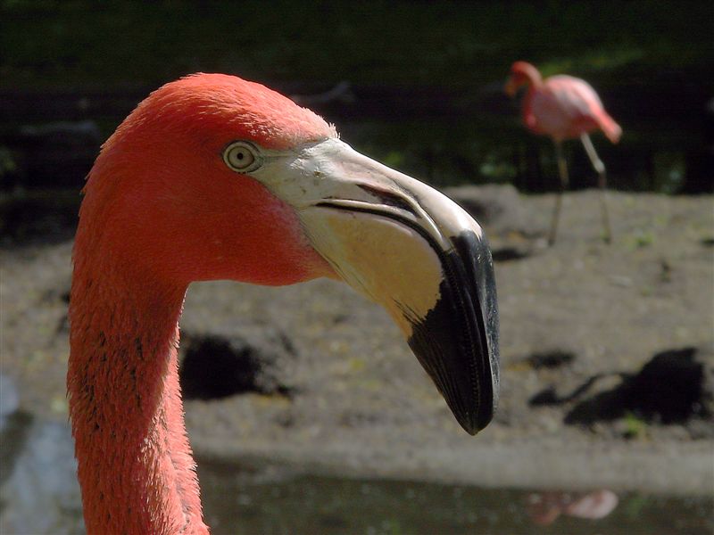 Flamingo