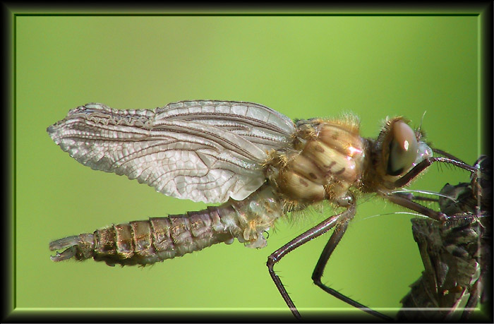 Libellula Quadrimaculata