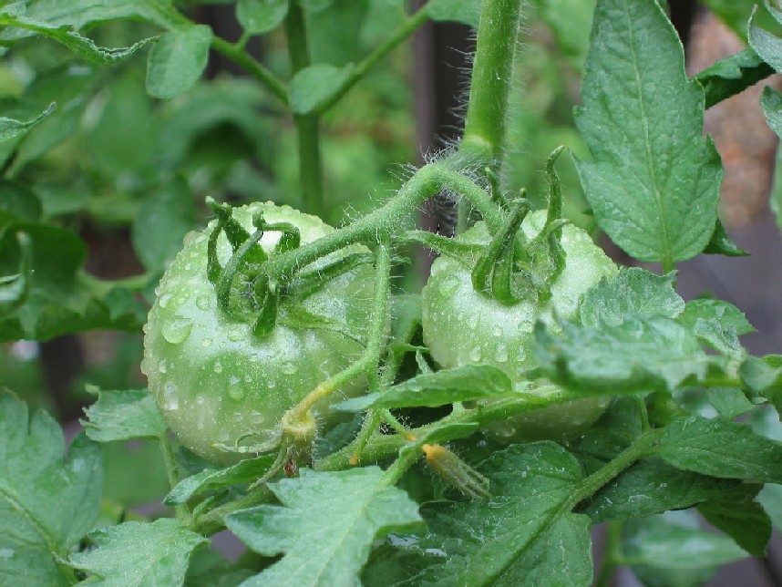 Rainy Day Tomato