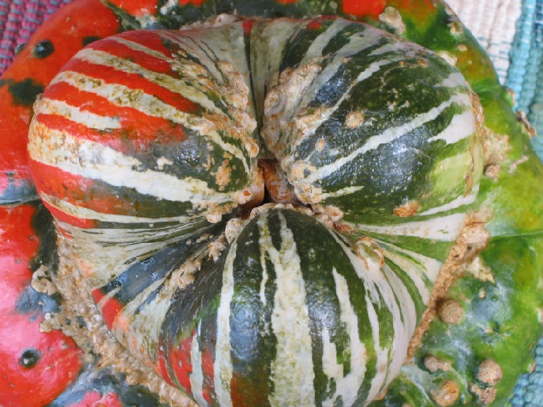 Squash Monster