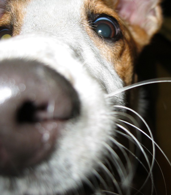 Woof