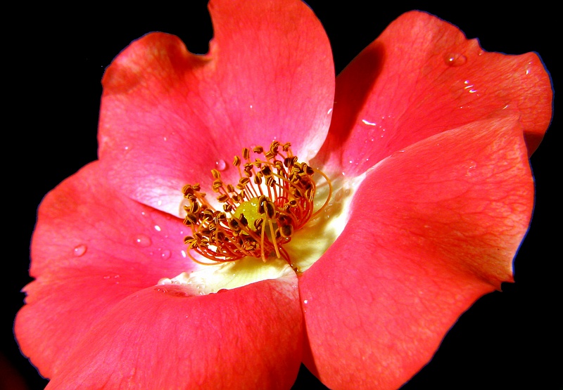 Red Flower