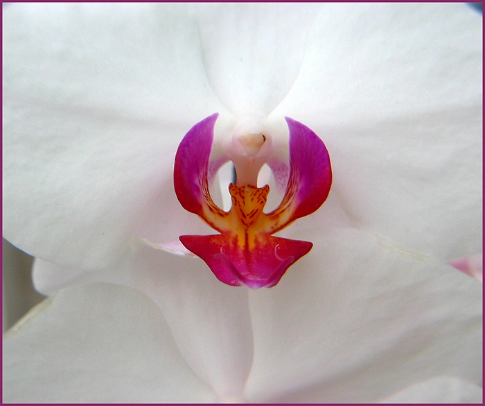 Orchid