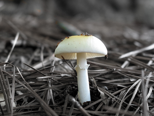 White Mushroom