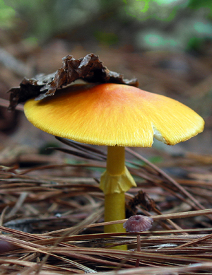 Orange Mushroom