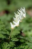 Dutchmens Breeches