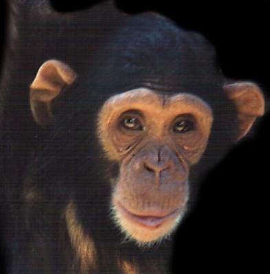 u16/cwright/medium/4958343.Chimp.jpg