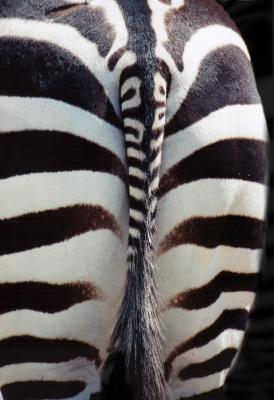 Tale of the Zebra