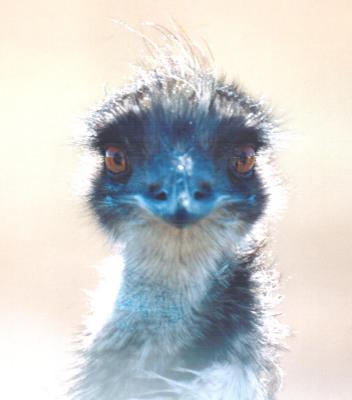 emu