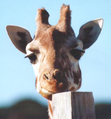giraffe