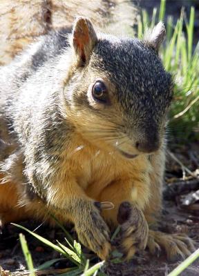 backyard squirrel