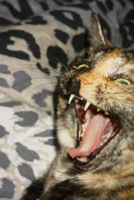 My cat spencer trying for the wildlife category