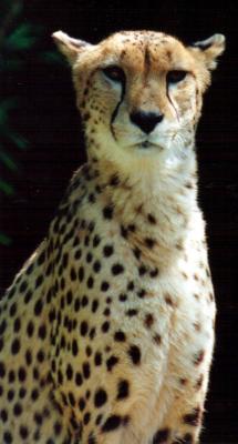 Cheetah