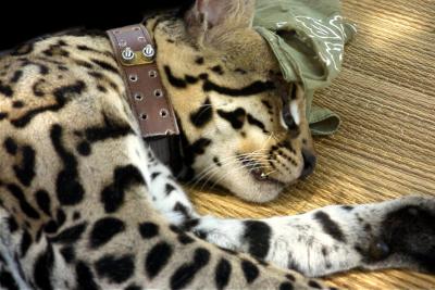 Ocelot - Radio Collar