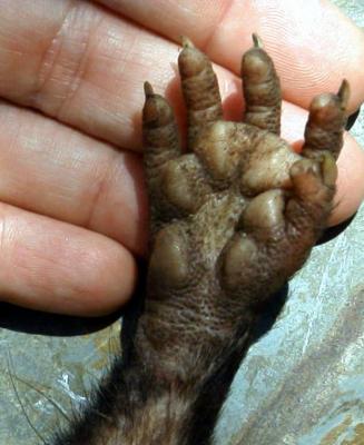Holding hands with a possum
