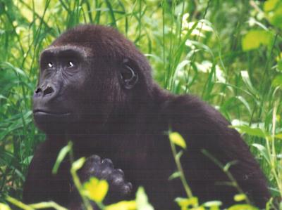 Gorilla