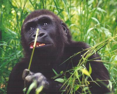 Gorilla