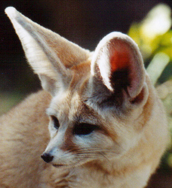 Fenec Fox