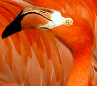 Flamingo among Flamingos