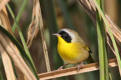 Common Yellowthroat