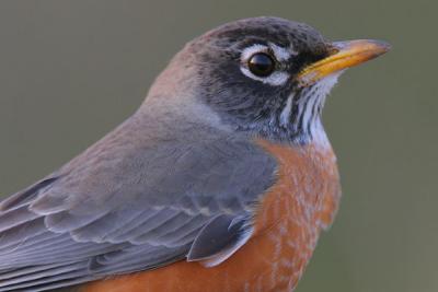 American Robin