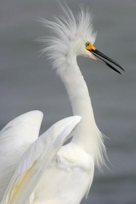 Snowy Egret