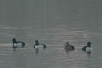 Ring-necked Duck