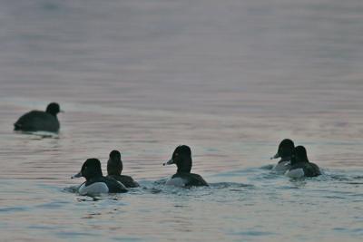 Ring-necked Duck