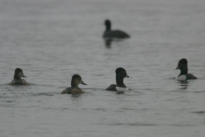 Ring-necked Duck