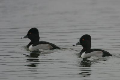 Ring-necked Duck