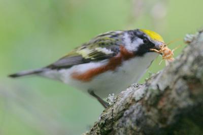 Chestnut-sided Warbler