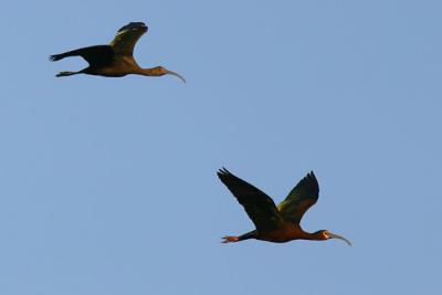 White-faced Ibis