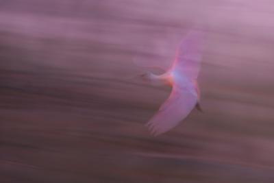 Roseate Spoonbill