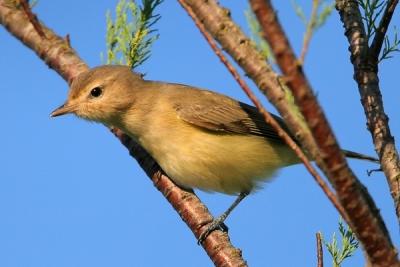 Warbling Vireo