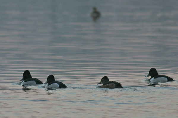 Ring-necked Duck