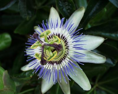 Passion Flower