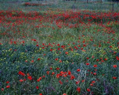 provence35.jpg