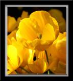 IMG_6648f copy.jpg