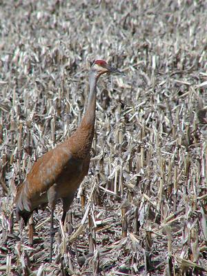 Crane Portrait