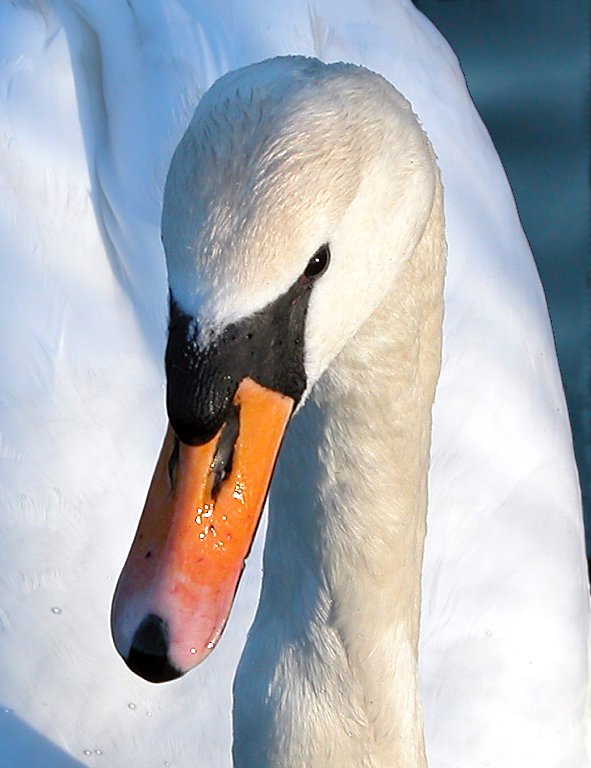 Swan 10