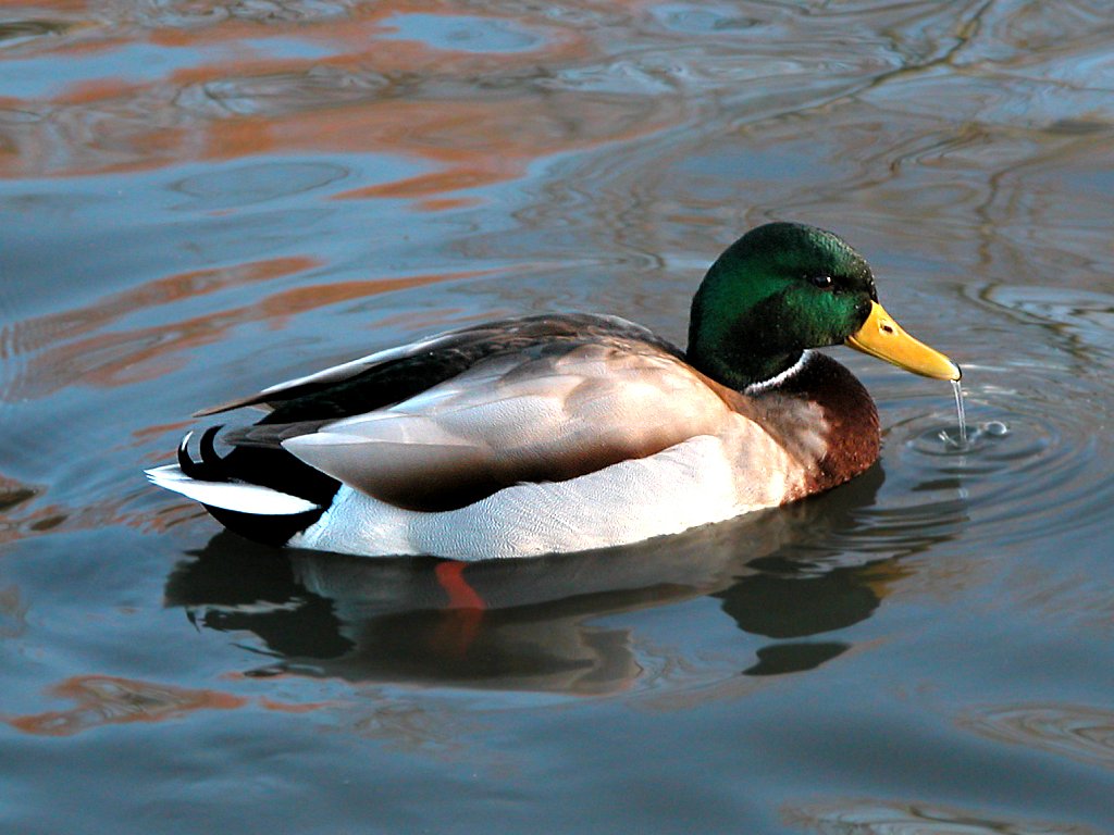 Mallard 02