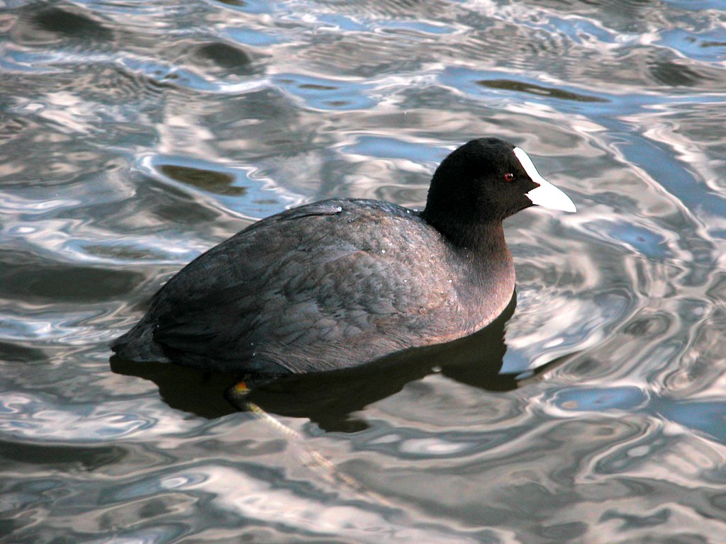 Coot 01